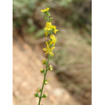 Impuls Leber + Galle + Darm Kräuterkomplex, 50ml-0