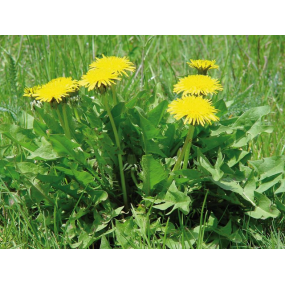 Impuls Leber + Galle + Darm Kräuterkomplex, 50ml-1