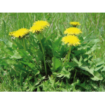 Impuls Leber + Galle + Darm Kräuterkomplex, 50ml-1