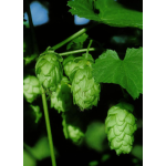 TCM/TEM-Kräuterkomplex Yin, 50 ml-0