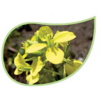 Helping Flowers (1) - Ackersenf-0