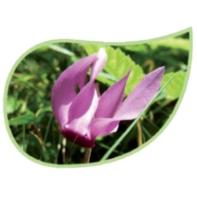 Helping Flowers (2) - Alpenveilchen-0