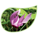 Helping Flowers (2) - Alpenveilchen-0