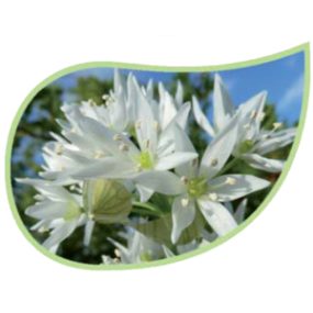 Helping Flowers (5) - Bärlauch-0