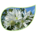 Helping Flowers (5) - Bärlauch-0