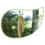 Helping Flowers (6) - Birke-0