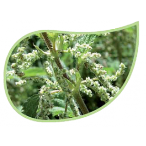 Helping Flowers (8) - Brennnessel-0