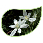 Helping Flowers (9) - Doldiger Milchstern-0