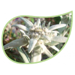 Helping Flowers (11) - Edelweiß-0