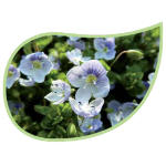 Helping Flowers (12) - Ehrenpreis-0