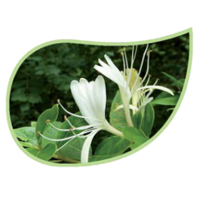 Helping Flowers (15) - Geißblatt-0