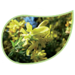 Helping Flowers (16) - Ginster-0