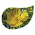 Helping Flowers (19) - Hahnenfuß-0