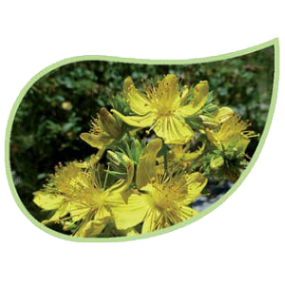 Helping Flowers (23) - Johanniskraut-0