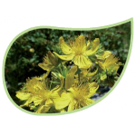 Helping Flowers (23) - Johanniskraut-0