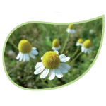 Helping Flowers (24) - Kamille-0