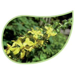 Helping Flowers (31) - Odermennig-0