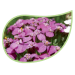 Helping Flowers (34) - Rosa Schafgarbe-0