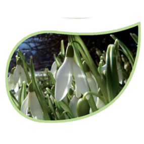 Helping Flowers (38) - Schneeglöckchen-0