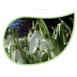 Helping Flowers (38) - Schneeglöckchen-0