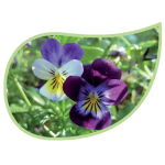 Helping Flowers (41) - Springkraut-0