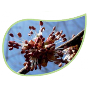 Helping Flowers (43) - Ulme-0