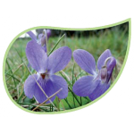 Helping Flowers (44) - Veilchen-0