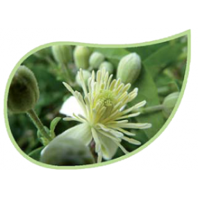 Helping Flowers (46) - Waldrebe (Natur)