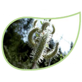 Helping Flowers (47) - Weide-0