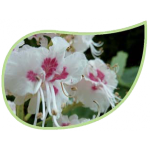 Helping Flowers (48) - Weiße Kastanie-0