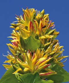 Blühender Gelber Enzian mit leuchtend gelben Blüten