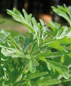 Wermutpflanze mit grünen, fein gefiederten Blättern