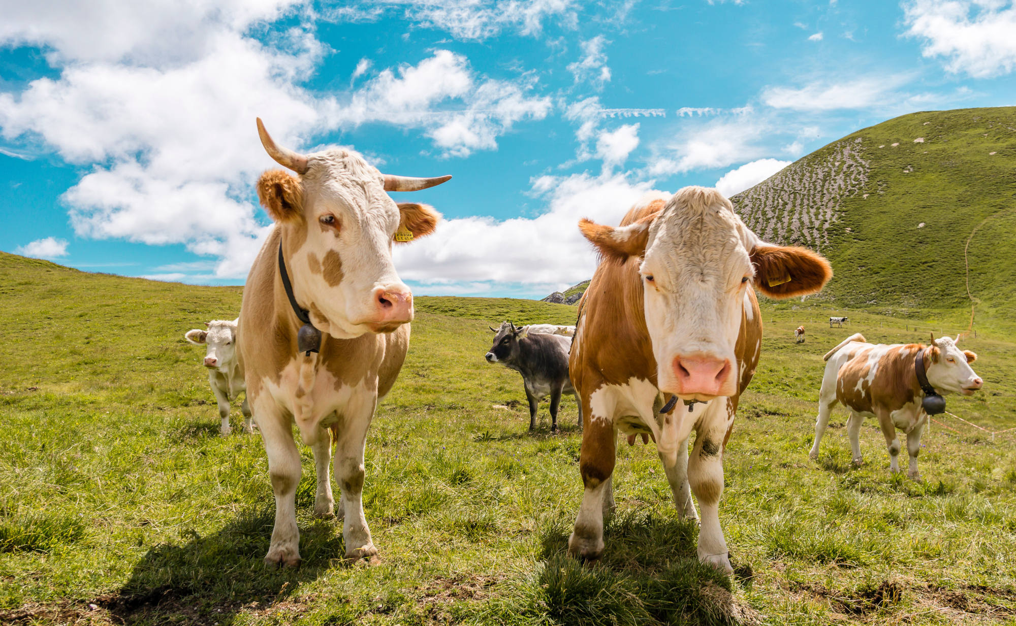 Mehrere Kühe weiden auf einer grünen Almwiese unter blauem Himmel mit weißen Wolken. Zwei Kühe im Vordergrund blicken direkt in die Kamera. ein Symbolfoto für die Erstmilch von Säugetieren.