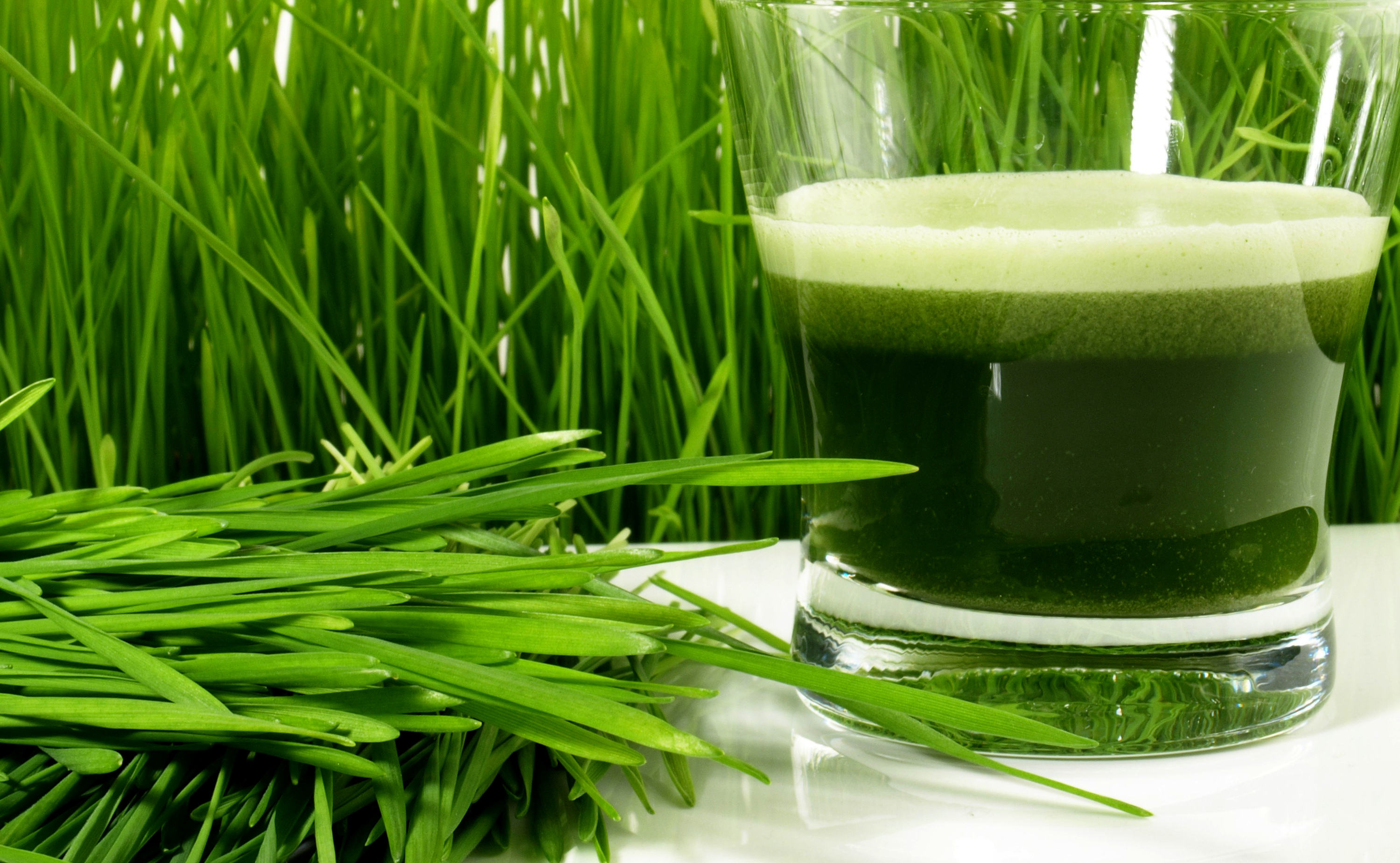Ein Glas mit grünem Gerstengras-Ingwer-Saft, daneben frische Halme des Grases und im Hintergrund eine Wand aus hohen grünen Grashalmen.