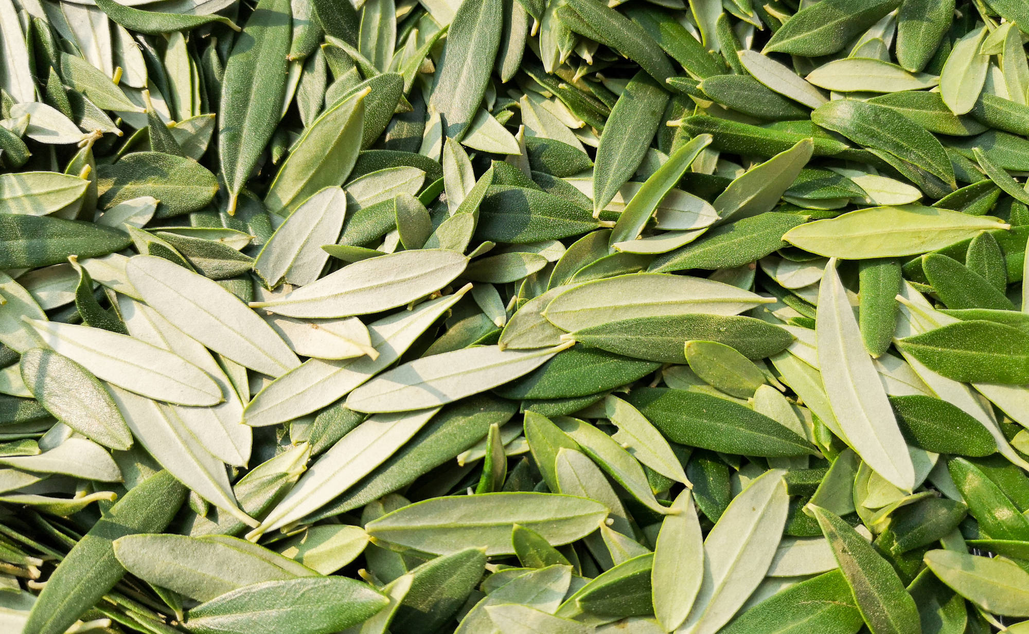 Eine große Menge an gepflückten Olivenblättern, die Blätter sind länglich, mit einer glänzenden grünen Oberseite und einer silbrig-grünen Unterseite, sie liegen dicht beieinander.