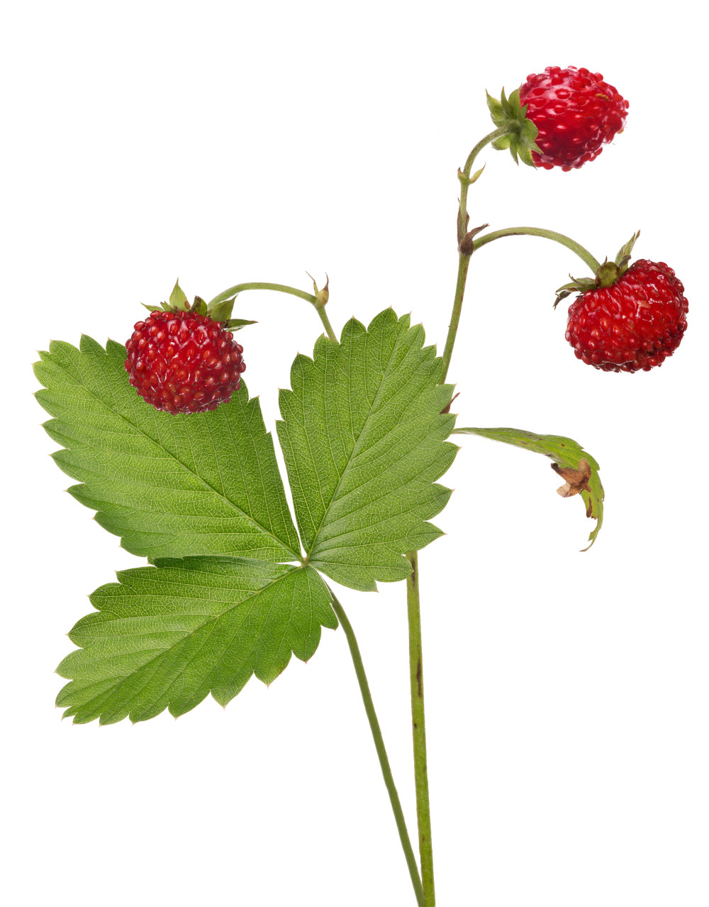 Die Wald-Erdbeere bzw. Wilde Erdbeere vor weißem Hintergrund als eine Zutat für den Wildkräutersalat von Life Light.