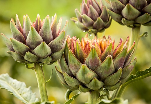 Better Bitter! Das Comeback der Bitterstoffe